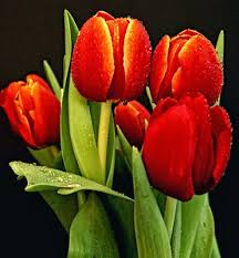 30 Fotos De Tulipanes En Varios Colores Para Ver Y Compartir Banco De Imagenes Gratis Com Shared Via Slingpic Tulipanes Flores Tulipanes Tulipanes Rojos Definition from wiktionary, the free dictionary. 30 fotos de tulipanes en varios colores