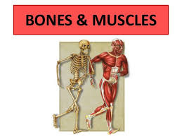 Your bones are composed of 31% water. Bones And Muscles