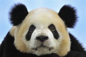 It takes 28 pounds of bamboo to satisfy a giant panda's daily dietary needs, and it. The Un Cuddly Truth About Pandas Wsj