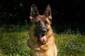 His diet still needs to be nutritionally balanced and formulated to help him gain lean muscle instead of just fat. The Best Food To Help A German Shepherd Gain Weight Pethelpful By Fellow Animal Lovers And Experts