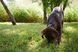 Starker schutz für hund und katze. Beschaftigung Fur Hunde Tolle Tipps Zum Selber Machen
