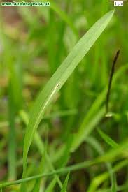 Image result for Glyceria fluitans