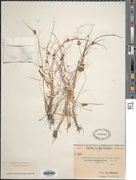 Image result for Courtoisina assimilis