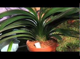 Image result for clivia