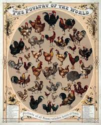 Category 1860s Posters Wikimedia Commons Razze Di Polli Polli Da Cortile Polli