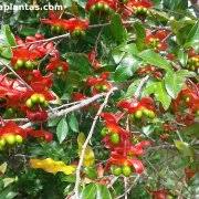 Image result for Ochna inermis