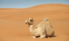 Image result for camel