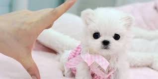 Dogs raised for breeding or participating in dog shows will cost more. If You Love Animals Never Buy A Teacup Dog The Dodo