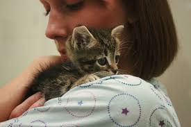 Below are our newest added maine coons available for adoption in michigan. Animal Shelters Adopt A Pet Michigan Humane