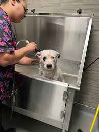 A dog named Sweetie has received a clean bill of health after she was  rescued from a manmade pond in Happy Valley on Saturday. Now she is on the  road to being