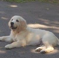 A puppy is like part of a family. Bay Area Golden Retrievers Home Facebook