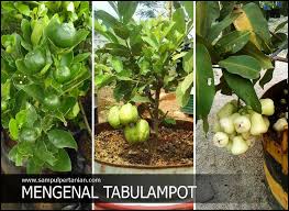 F, merupakan tanaman semak berbunga yang termasuk dalam keluarga euphorbiaceae. Pengertian Tabulampot Tanaman Buah Dalam Pot