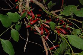 Image result for Halleria lucida