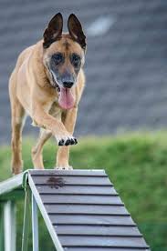 Check spelling or type a new query. Diy Dog Agility Course That You Can Make At Home Sitstay