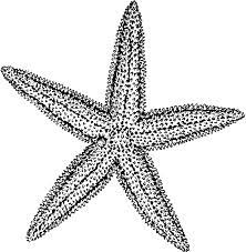 Starfish Bw Starfish Tattoo Starfish Drawing Starfish Clipart