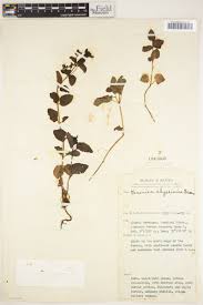 Image result for Veronica abyssinica