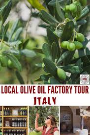 What To Expect While Touring A Local Olive Oil Factory In Italy In 2020 Family Travel Usa Italy Factory Tours