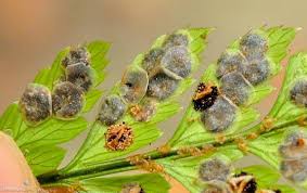 Image result for Arachniodes webbiana