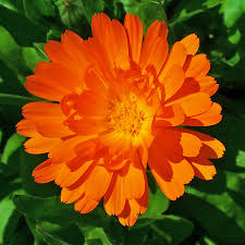 Maybe you would like to learn more about one of these? Marigold Flowers Calendula Officinalis Urban Fringe