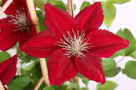 Clematis proven winners # 2 gal. Fastest Clematis Plants For Sale Near Me