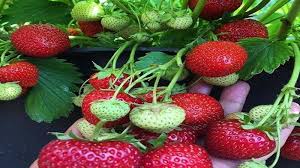 Namun setiap buah memiliki nama yang berbeda. Nama Nama Buah Dalam Bahasa Inggris Arti Bahasa Indonesia Ada Video Bacaan Yuk Belajar Di Sini Sriwijaya Post