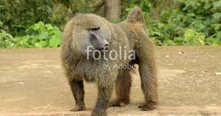Pin By Georgia Evans Photography On Africa And Wildlife African Culture Serengeti National Park Baboon African Wildlife