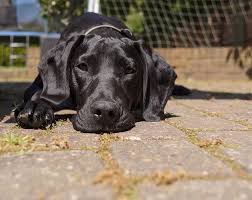 Super Cute Great Dane Labrador Mix Labradane This Is What