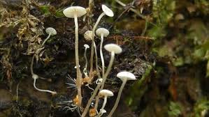 Image result for Strobilurus conigenoides