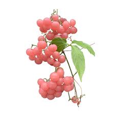 Image result for Cayratia gracilis