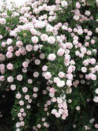 Rose Petals And Rust Miss Cecil Brunner Climbing Flowers Climbing Roses Beautiful Flowers