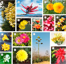 Since the earliest stages of mexican culture, mexicans have embraced death as a part of life. Mexican Edible Flowers Cultural Background Traditional Culinary Uses And Potential Health Benefits Sciencedirect