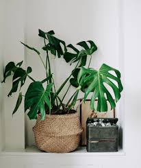 Monstera Photo Michael Sinclair Ikea Family Plant Decor Interior Plants Plants