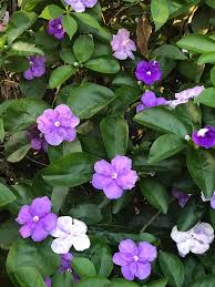 Image result for Brunfelsia australis
