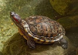 Jan 18, 2020 · among turtles, the painted turtle can be said to have a short lifespan. Painted Turtle Wikipedia