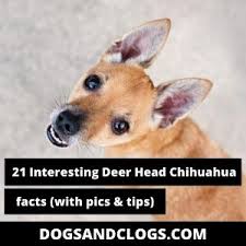 We did not find results for: 21 Interesting Deer Head Chihuahua Facts With Pics Tips