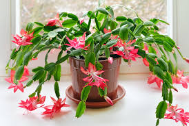 We are eyeing the colorful romantic getaway hellbore that blooms in late winter. 20 Indoor And Outdoor Plants That Will Flower In The Winter