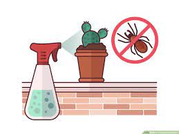 Let's discuss the various growth stages of cactus plants, because just like most plants, they need to their unique ability to conserve water and other resources in their stems and foliage means that they can survive long periods of time without water. How To Grow Cactus Indoors With Pictures Wikihow