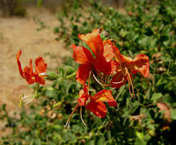 Image result for Kalaharia uncinata