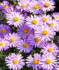 Purple Flower Names Enlisted With A Beautiful Photo Gallery Gardenerdy Flower Names Purple Flower Names Purple Flowers