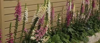 Foxglove flowers may be grown from seed, producing blossoms in the second year. Common Foxglove Digitalis Purpurea Wisconsin Horticulture
