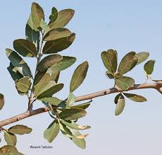 Image result for Combretum imberbe