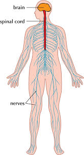 The central nervous system is made up of the brain and spinal cord. Nervous System Facts For Kids Cool Kid Facts