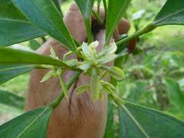 Image result for Cola natalensis