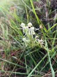Image result for Habenaria kabompoensis