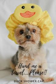 A Terry Cloth Shower Cap Featuring A Duck And An Elasticized Band Fashion Oybpinners Commissionlink Puppy Shower Pet Costumes Pet Beds