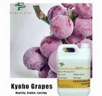 Shisha Flavor Concentrate - High-Quality Tobacco Aroma