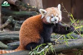 Vendeur animalier ou les compétences pour un emploi de: Emploi En Lorraine Le Parc Animalier De Sainte Croix Recrute Pour Sa Nouvelle Saison Lorraine Actu