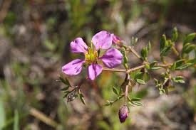 Image result for Fagonia