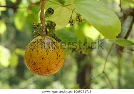 Image result for Strychnos mellodora