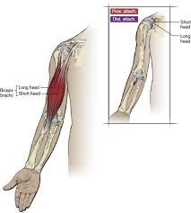 The short head of the biceps brachii also assists with horizontal adduction (bringing the arm across the body) when the arm is internally (or medially) rotated. Biceps Brachii Muscle An Overview Sciencedirect Topics